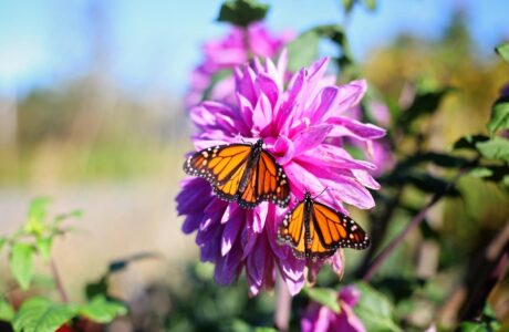 shallow focus photography of two yellow and black butterflies on pink flower